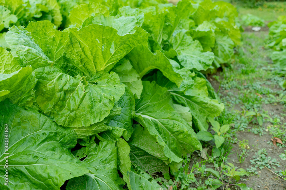 Chinese cabbage field_3512 Chinese cabbage field_3512