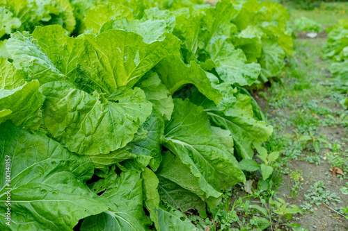 Chinese cabbage field_3512