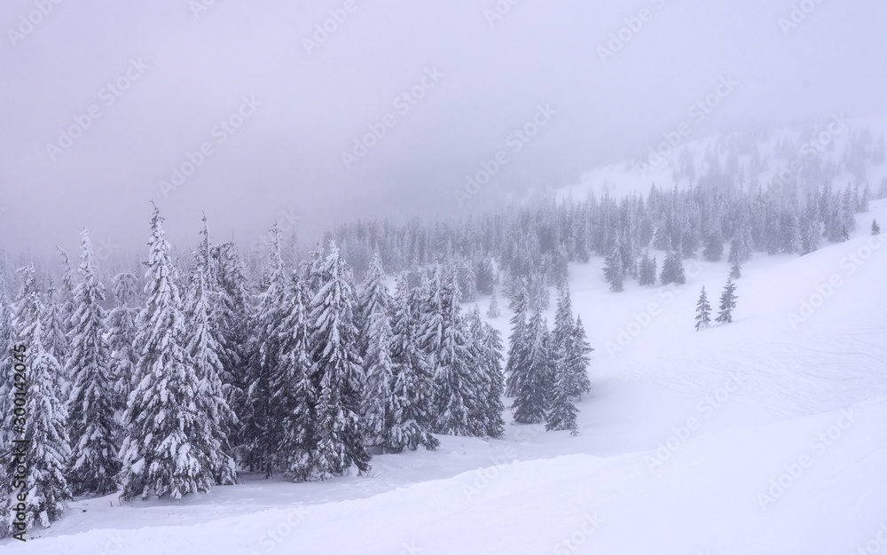 Snow-covered trees on a hillside during a snowstorm. Snow-covered trees on a hillside during a snowstorm.
