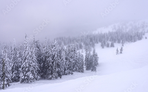 Snow-covered trees on a hillside during a snowstorm.