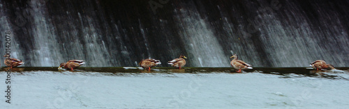 six ducks at the waterfall