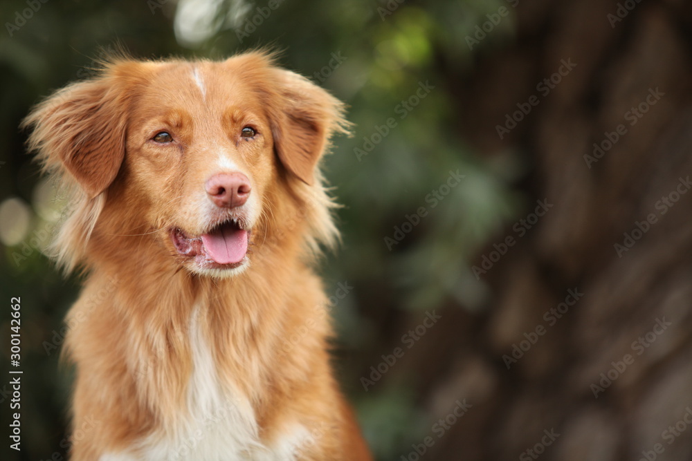 Nova Scotia Duck Tolling Retriever Nova Scotia Duck Tolling Retriever