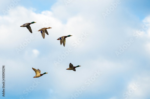 Ducks in plain flight up in the sky making their group formation.