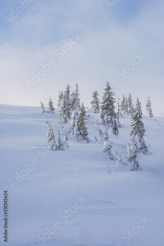 Wallpaper Mural Hillside with snow covered trees. Torontodigital.ca