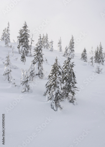 Hillside with snow covered trees.
