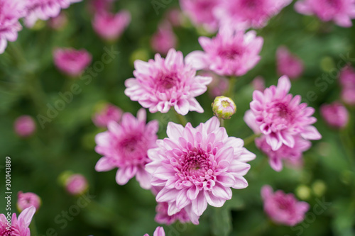 Orange-yellow chrysanthemum And pink chrysanthemum in the garden  Selective focus 