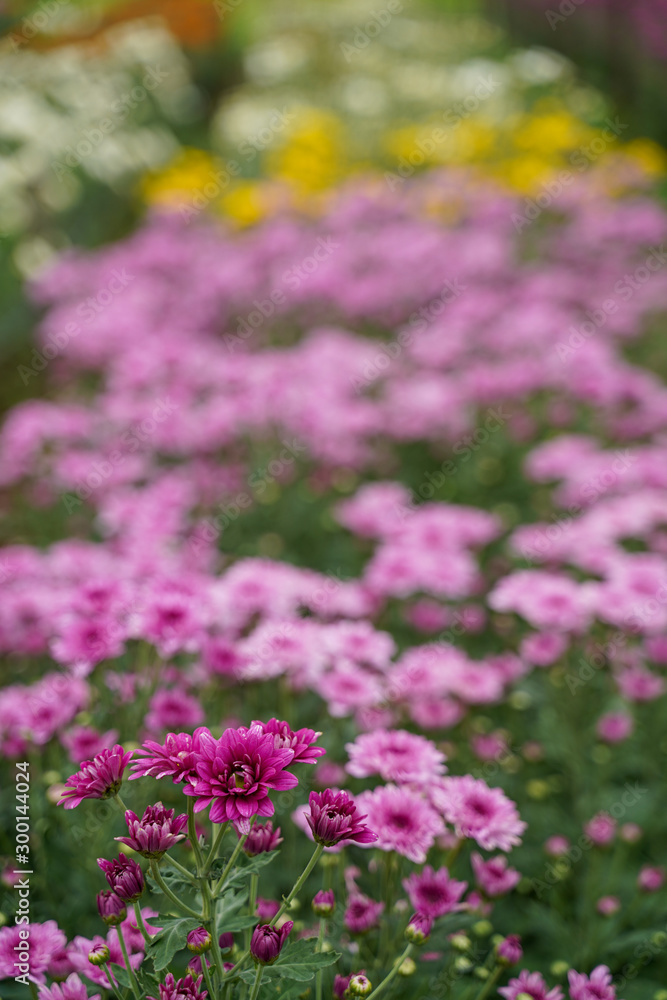close up Chrysanthemum flower blooming in the garden