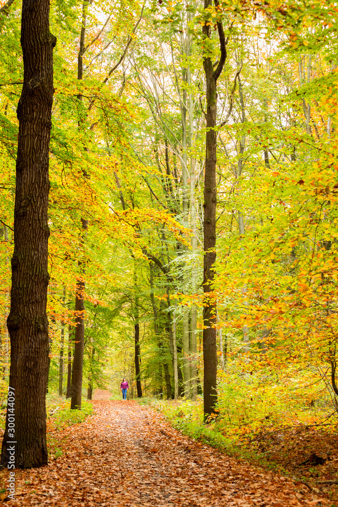 Long and eautiful park trail during autumn season.