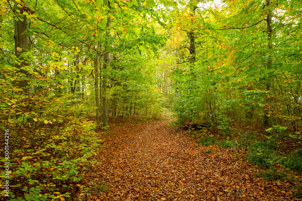 Colorful park trail during autumn season.
