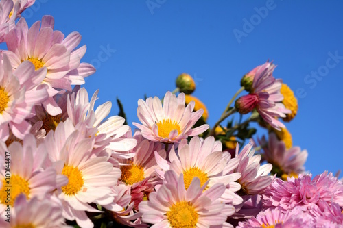 満開の小菊 青空 ピンクの花 秋の花 花畑 花イメージ素材 Stock Photo Adobe Stock