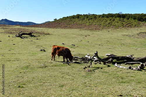Hiking at the Fairy forest in Fanal with ancient laurel trees and cows on the green meadow in Madeira, Portugal