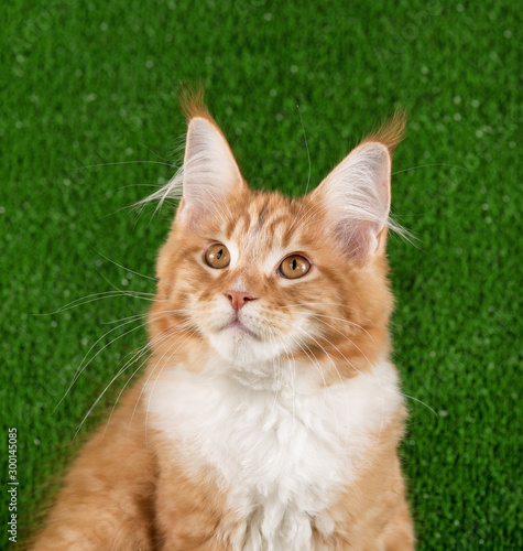 Maine Coon kitten