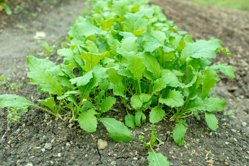 Turnip field_3518 Turnip field_3518