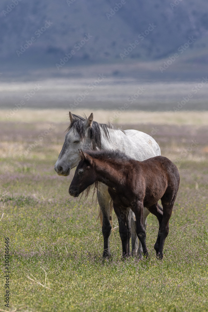 Wild Horse Mare and Foal in Spring in Utah Wild Horse Mare and Foal in Spring in Utah
