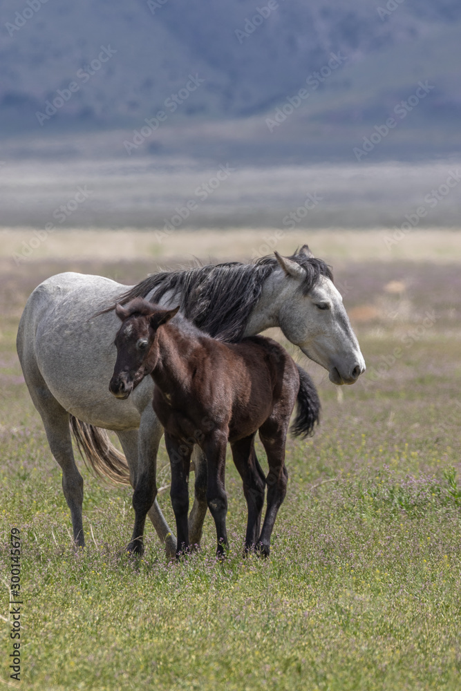 Obraz premium Wild Horse Mare and Foal in Spring in Utah