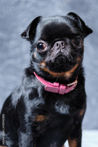 Portrait of petit brabancon dog on grey background,