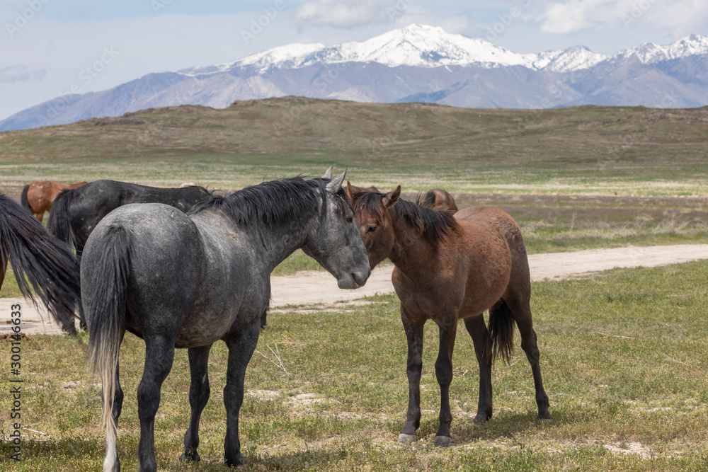 Wild Horse Mare and Foal in Spring in Utah Wild Horse Mare and Foal in Spring in Utah