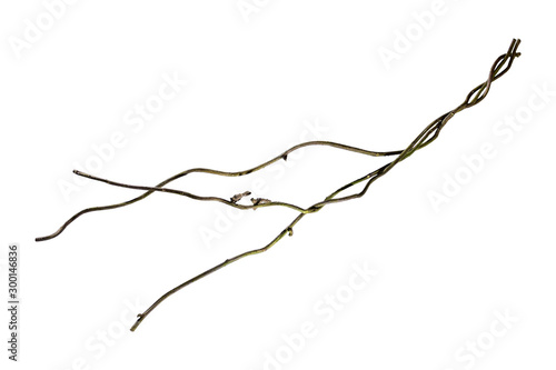 tropical forest plant roots, coiled in twigs and branches, isolated on white background, clipping path included