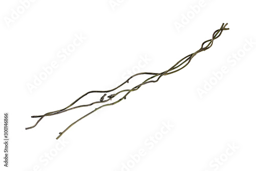 tropical forest plant roots, coiled in twigs and branches, isolated on white background, clipping path included