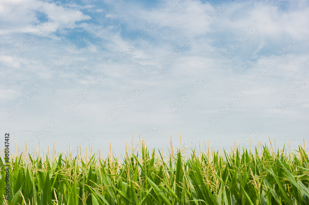 Corn field with a beautiful  blue cloud sky.  
