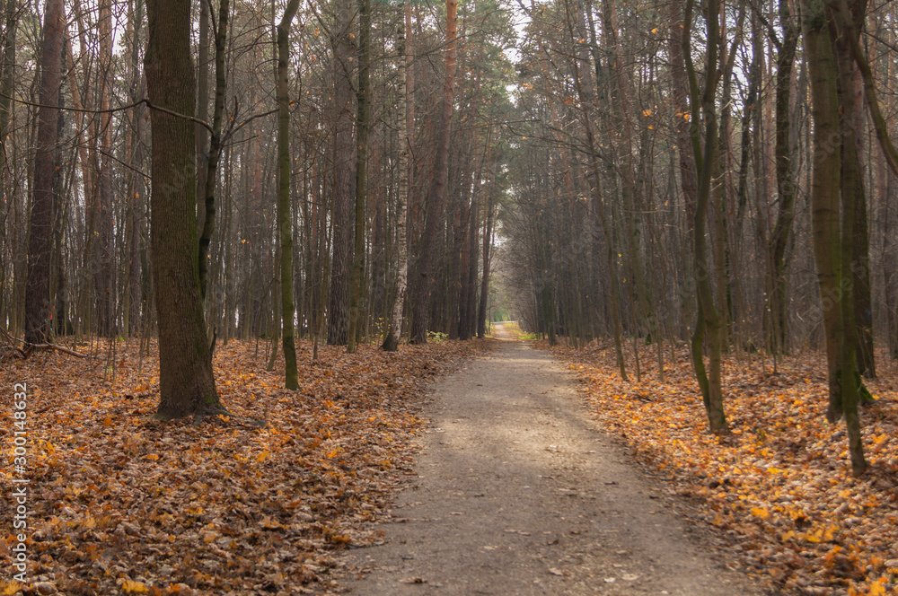 Fototapeta premium Golden autumn forest in the late afternoon