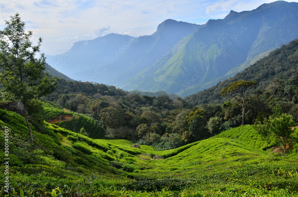 tea plantation in the mountain