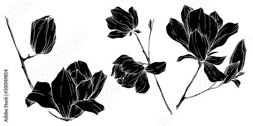 Vector Magnolia floral botanical flowers. Black and white engraved ink art. Isolated magnolia illustration element.