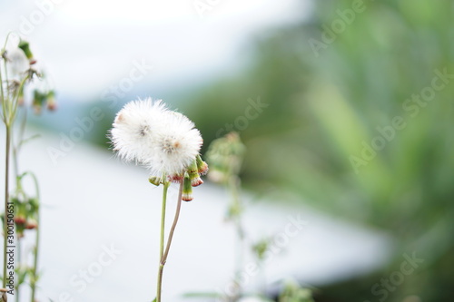 Glass flower