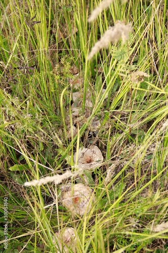 quail eggs in grass