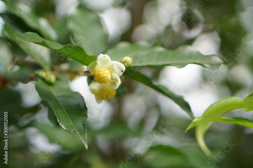 miang flower photo