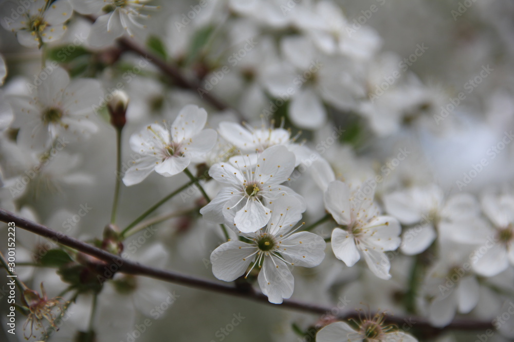 flowers of cherry tree