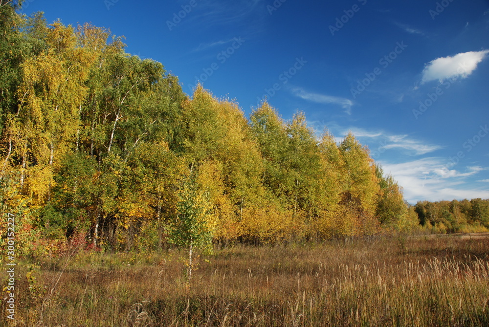 autumn forest