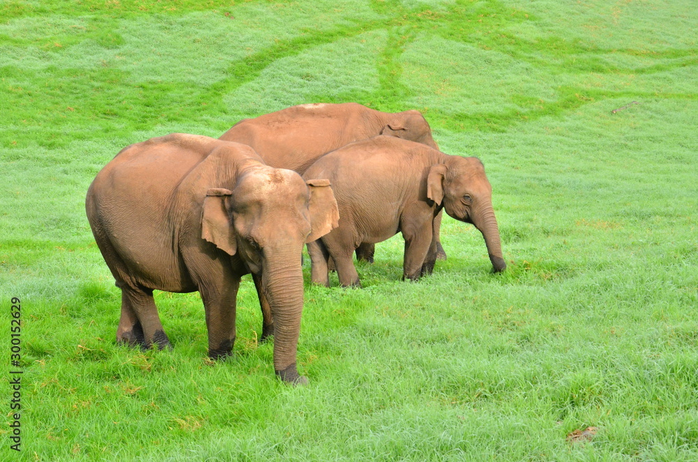elephants wandering