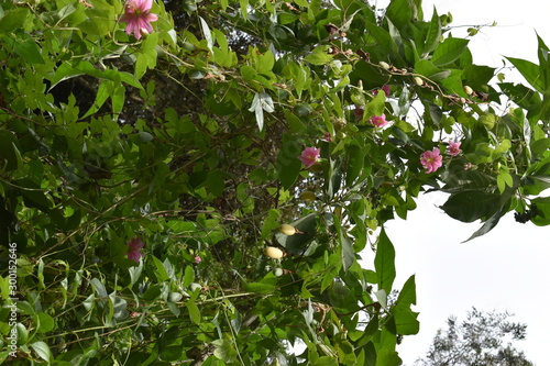 Banana passion fruit plant with pink flowers – can be used as a background photo