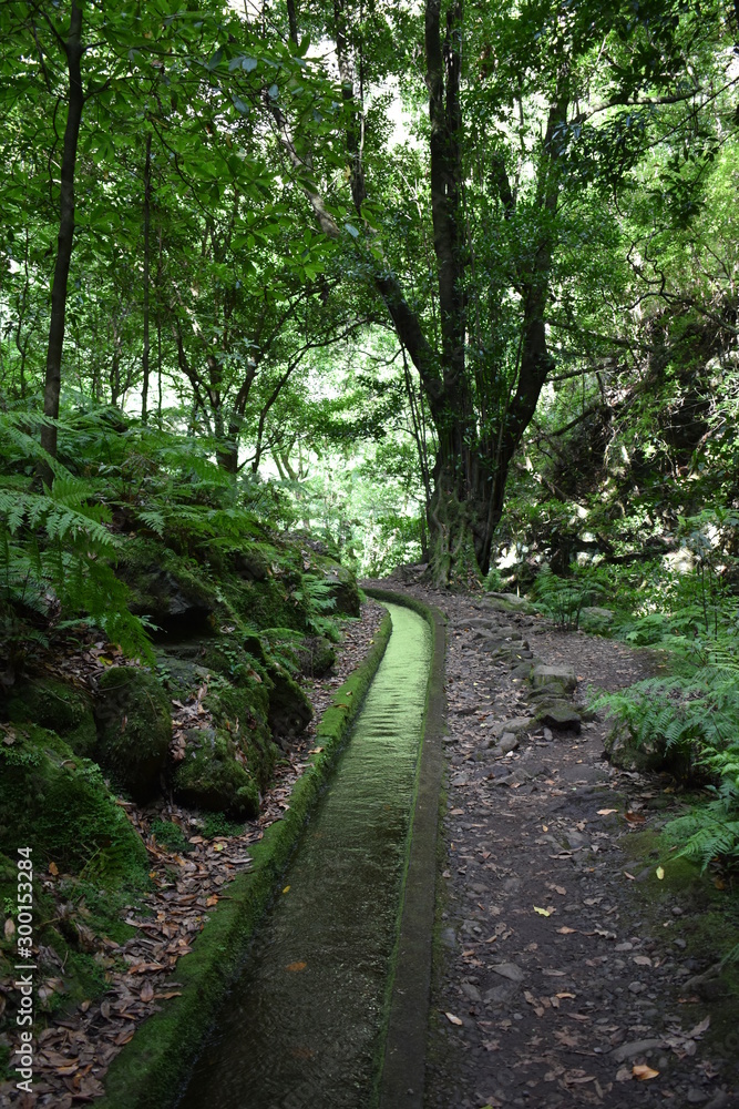 Hiking trail at Levada do Rei in Madeira, Portugal