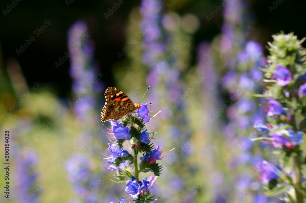 butterfly on a flower