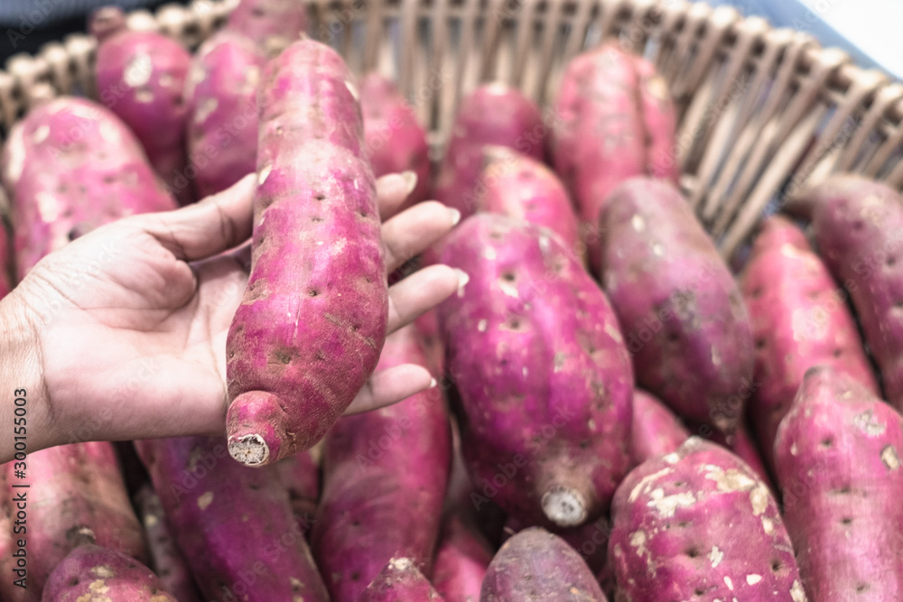 Close up of hand holding a raw purple sweet potato. A cusomer choosing a purple sweet potato in a shop. Close up of hand holding a raw purple sweet potato. A cusomer choosing a purple sweet potato in a shop.