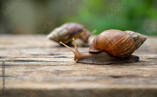 snail is walking on the old wooden floor