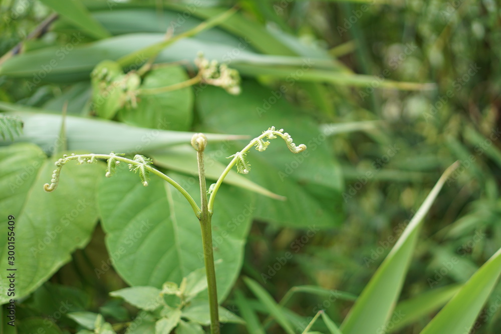 Coffee Hill Flower and Forest plant Coffee Hill Flower and Forest plant
