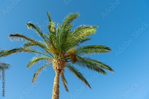 Palm tree on a blue sky with sunbeams. Vacation and travel concept. Background.