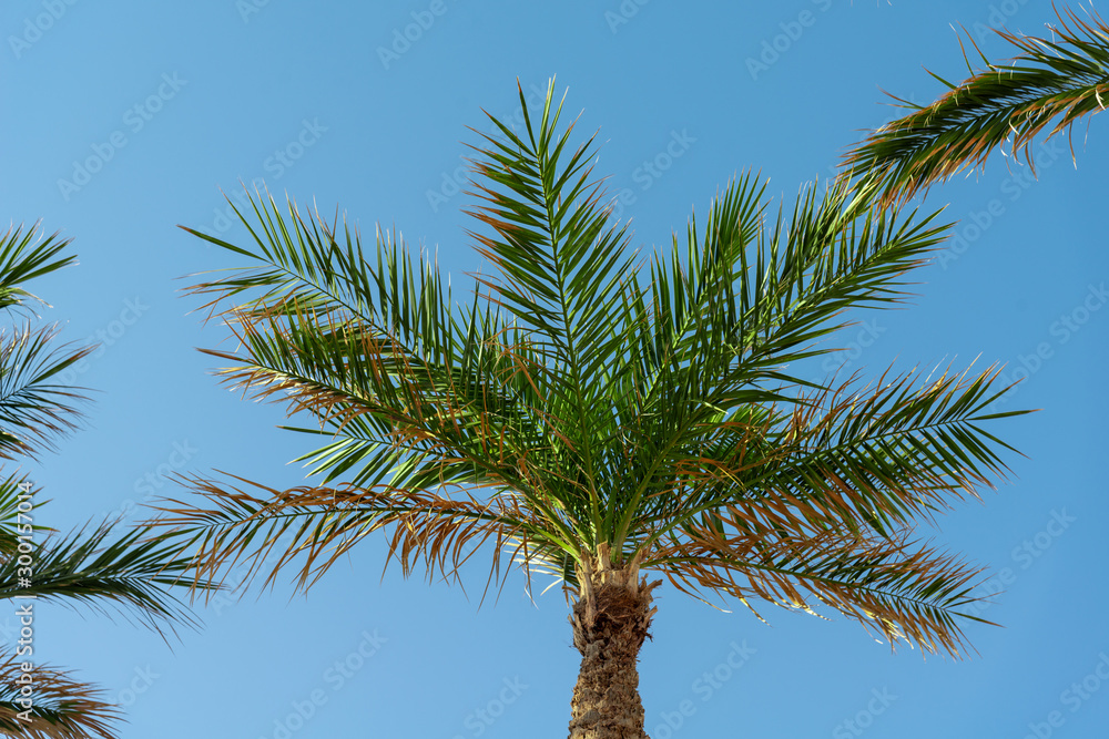 Palm tree on a blue sky with sunbeams. Vacation and travel concept. Background.
