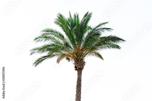 Palm tree on a white backgrount with sunbeams. Vacation and travel concept. Background.