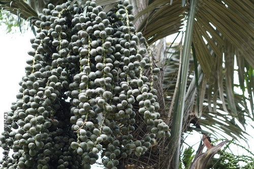 Coffee Hill Flower and Forest plant photo