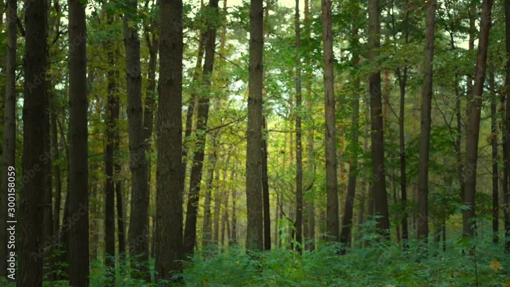 deep green thick forest with high grass on ground and high dark thin tree trunks under gloomy grey sky slow motion deep green thick forest with high grass on ground and high dark thin tree trunks under gloomy grey sky slow motion