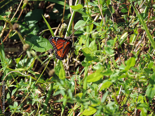 Orange Winged Butterfly - Tram Road Trail to Shark Valley Observation Tower in Everglades National Park in Florida