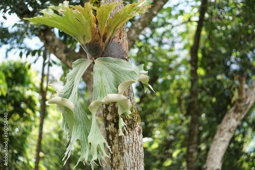 Coffee Hill Flower and Forest plant photo