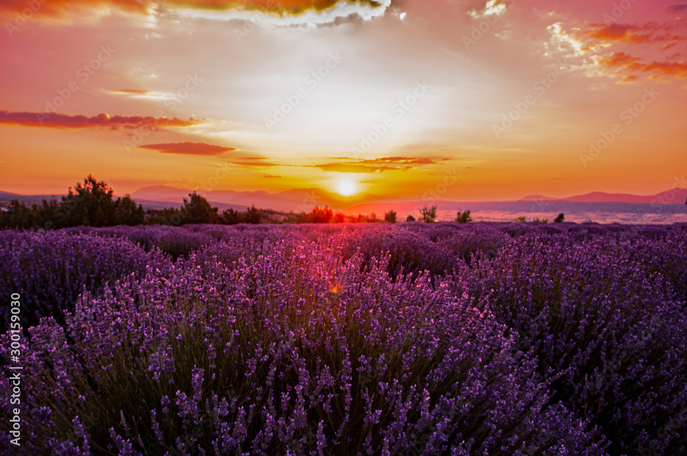Lavender fields in sunrise, Isparta Turkey
