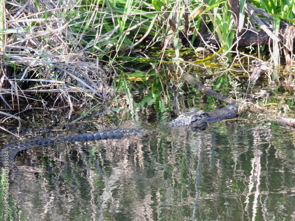 Obraz premium Alligator along Tram Road Trail to Shark Valley Observation Tower in Everglades National Park in Florida