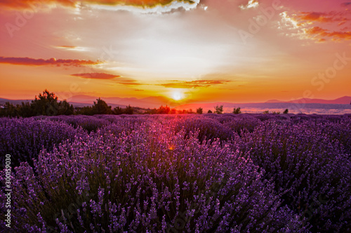 Lavender fields in sunrise  Isparta Turkey