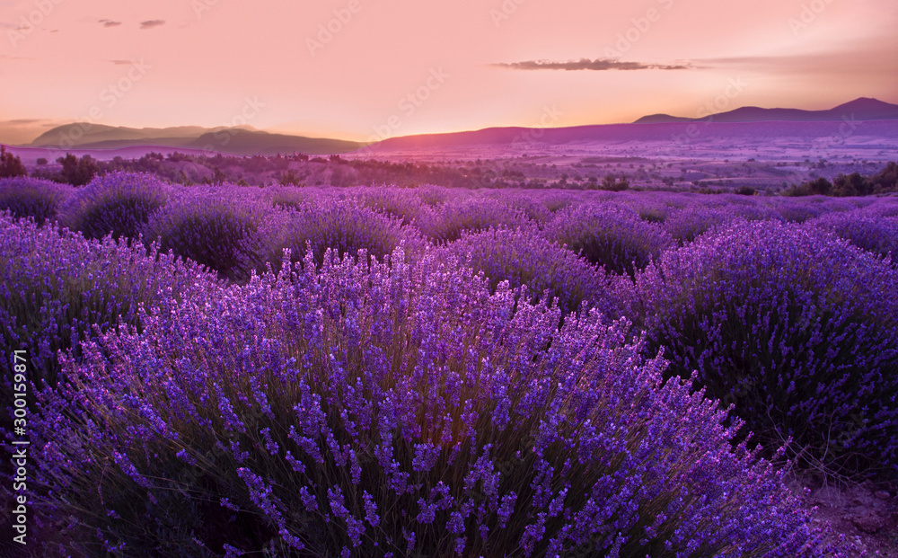 Fototapeta Lavender fields in sunrise, Isparta Turkey